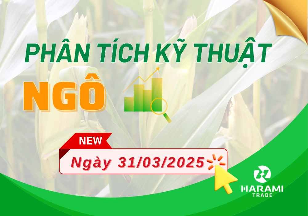 Ngô Chicago giảm xuống mức thấp nhất trong hợp đồng do nguồn cung lớn. Lúa mì giảm do áp lực thu hoạch. 